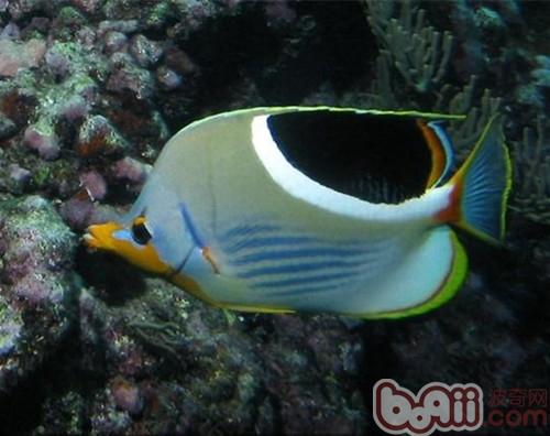 鞭蝴蝶魚