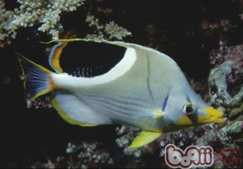 鞭蝴蝶魚