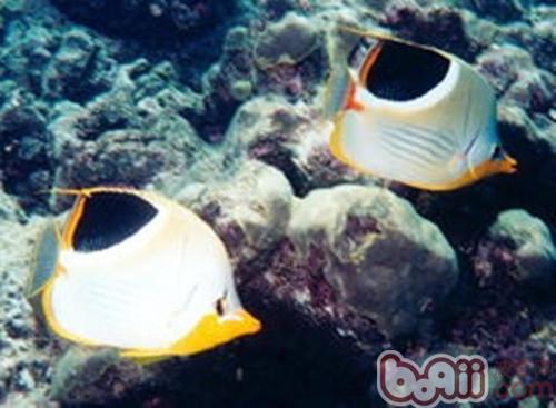 鞭蝴蝶魚