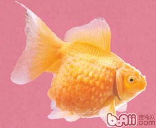 橙色鳳尾珍珠