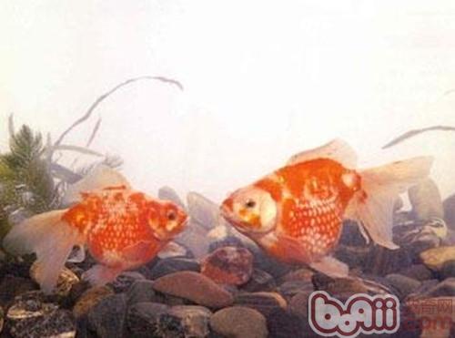 橙色鳳尾珍珠