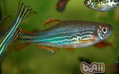 豹紋斑馬魚