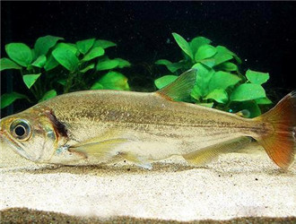 豹紋斑馬魚
