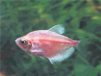 紅裙魚