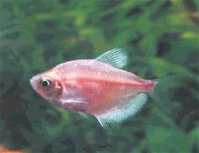 紅裙魚