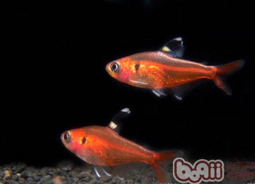紅裙魚