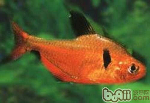 紅裙魚