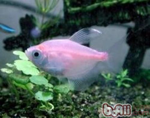 紅裙魚