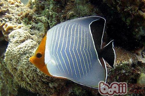 怪蝴蝶魚