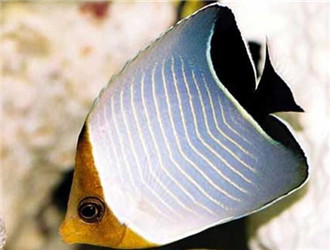 怪蝴蝶魚