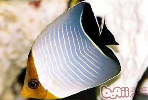 怪蝴蝶魚