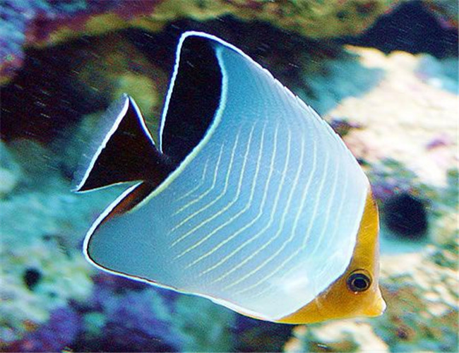 怪蝴蝶魚