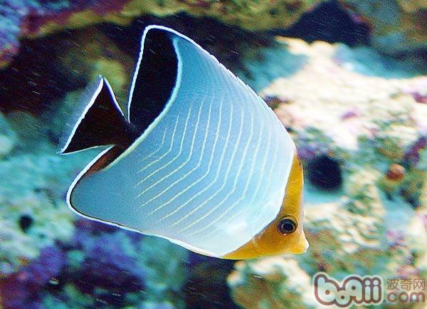 怪蝴蝶魚