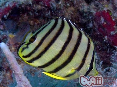 八帶蝴蝶魚