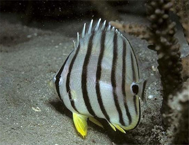 八帶蝴蝶魚