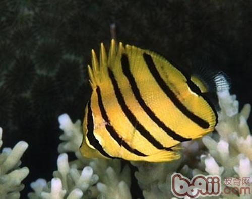 八帶蝴蝶魚