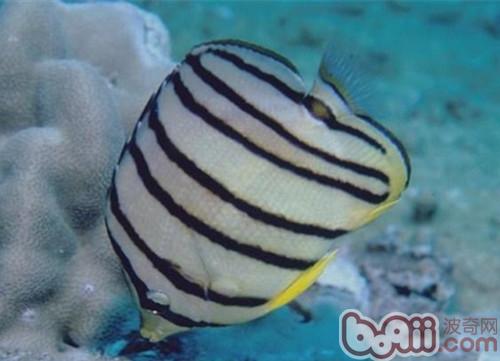 八帶蝴蝶魚