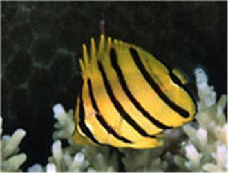 八帶蝴蝶魚