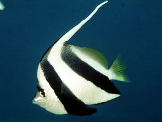 多棘馬夫魚