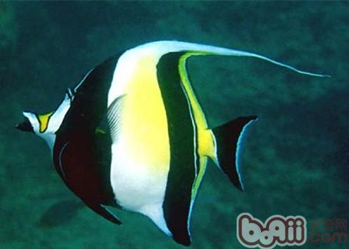多棘馬夫魚