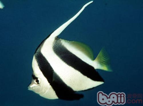 多棘馬夫魚