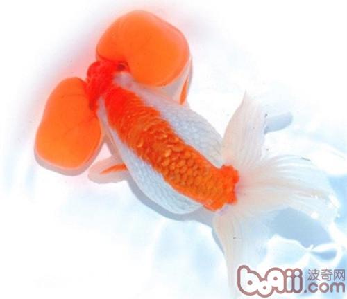 花水泡