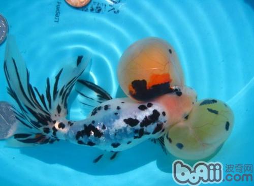 花水泡
