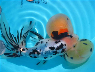 花水泡