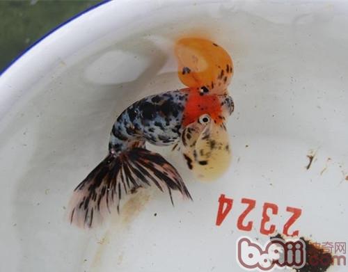 花水泡