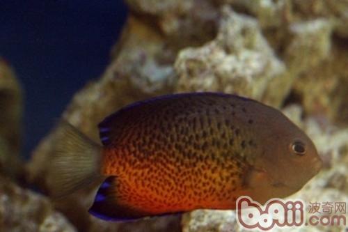 紅閃電魚