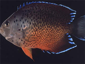 紅閃電魚