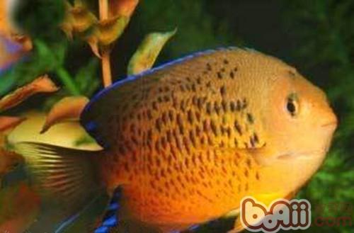 紅閃電魚