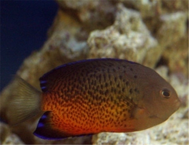 紅閃電魚