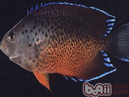 紅閃電魚