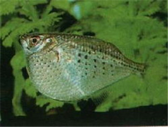 石斧魚