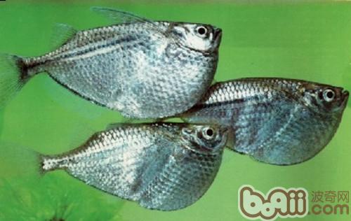 石斧魚