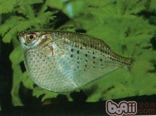 石斧魚