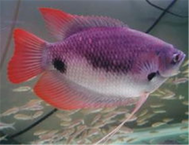 石斧魚