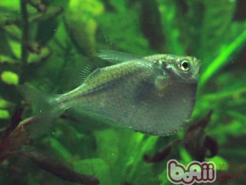 石斧魚