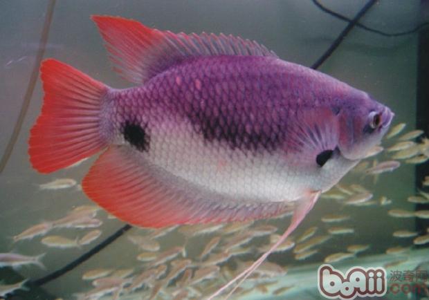 石斧魚