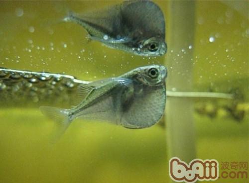 銀燕子燈魚