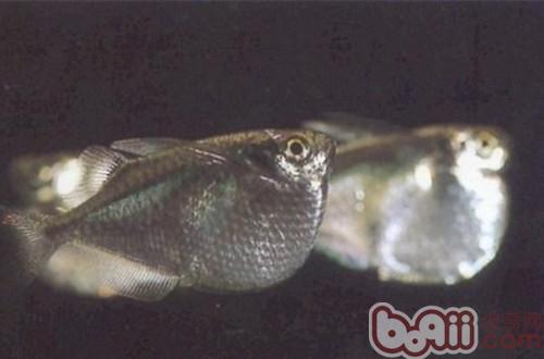 銀燕子燈魚