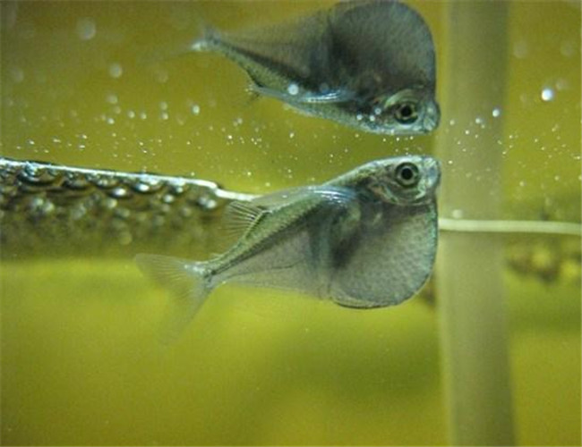 銀燕子燈魚