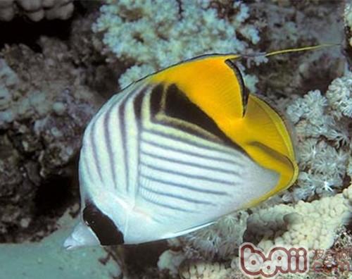 絲蝴蝶魚