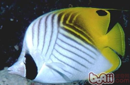 絲蝴蝶魚