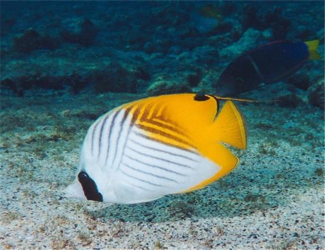 絲蝴蝶魚