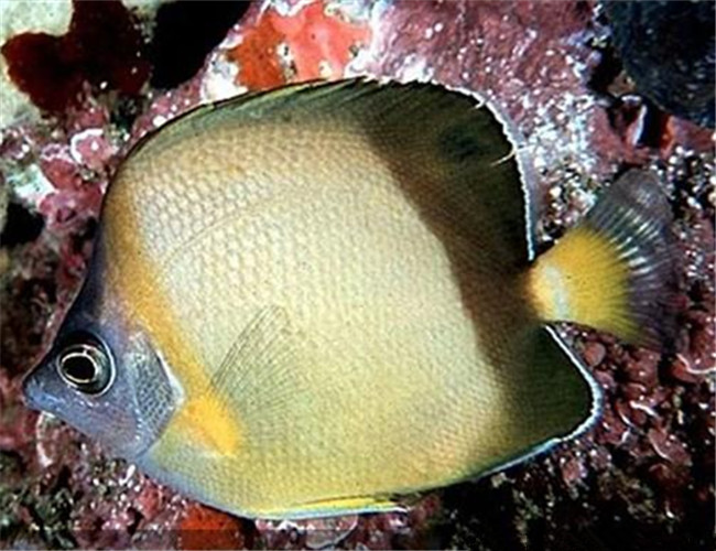 暗帶蝴蝶魚