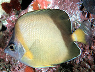 暗帶蝴蝶魚