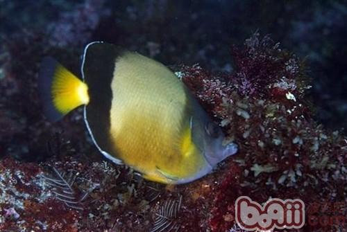 暗帶蝴蝶魚