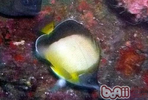暗帶蝴蝶魚